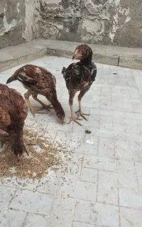 جوجه لاری اصل نژاددار