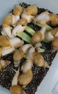 حلزون