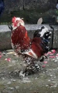 خروس زینتی