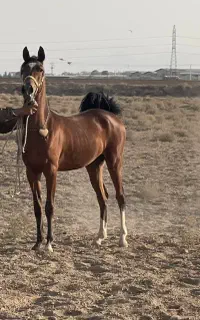 اسب