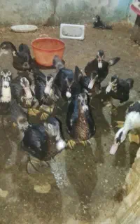 اردک اسرائیلی