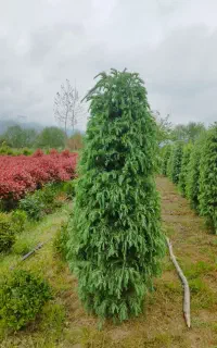 هرس گلوگیاه . علف زنی