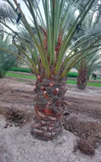 انواع درخت نخل خرما