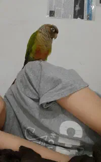 گیرینچیک گمشده دریافت مژدگانی