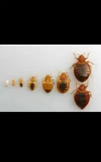 سم پاشی سوسک ساس موش موریانه