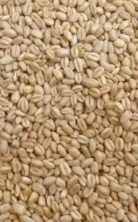 گندم پاک کرده تمیز