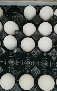 تخم نطفه دار مرغ عربی اصیل