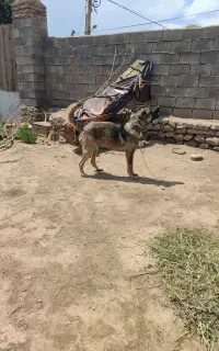 سگ سرابی