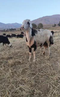 قوچ پلنگی
