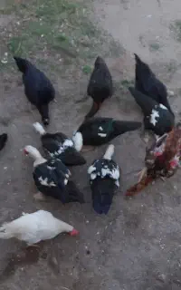جوجه ومرغوخروس