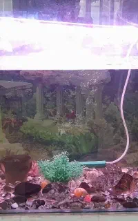 اکواریوم شیشه خم با تمام لوازم