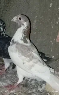 کفتر پلنگ سرخ