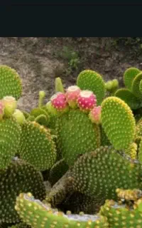 گل کاکتوس جویای کار سبز رنگ کاکتوس