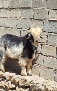 بیگ