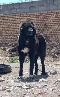 به متن توجه کن