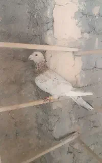بار کفتر