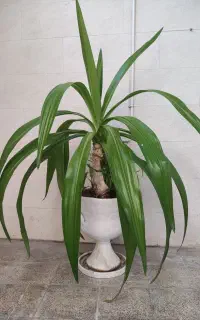 گل سوسن بزرگ