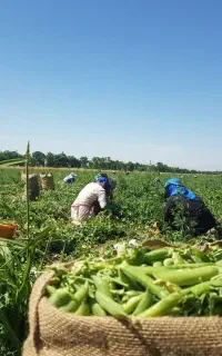 نیرو برای نخود چینی