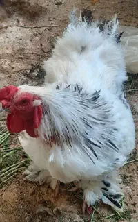 مرغ و خروس برهما و  مرغ تخمگزار