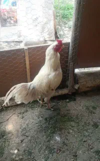 خروس