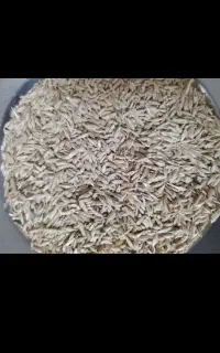 جودیم بوجاری شده