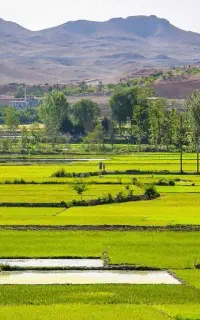 کود ارگانیک/برنج/افزایش بار/کاهش هزینه/نشا