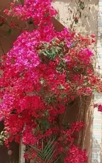 خانم گیاه پزشک
