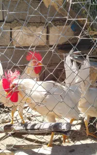 سه تا خروس
