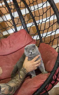 گربه اسکاتیش و بریتیش