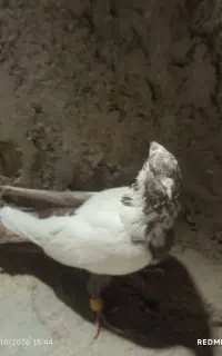 کبوتر نر سرحال