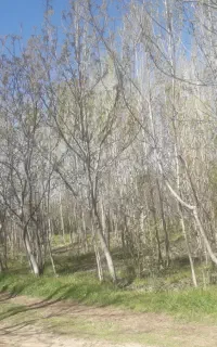 جنگل شامل  انواع درخت