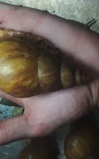 حلزون اچاتینا