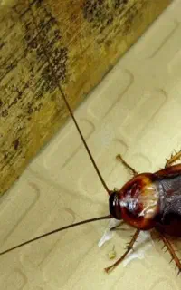 سمپاشی سوسک وساس