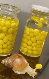 خاویار حلزون و حلزون