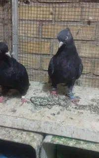 فروش کبوتر روزگاری
