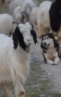 بز نر (کل)