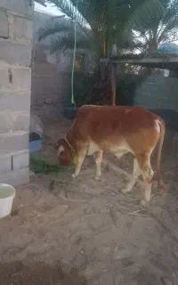 گاو نر