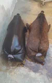 کنه نو پوست بز