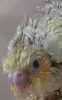 جوجه عروس هلندی سرلاکی