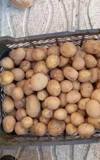 سب زمینی ریز