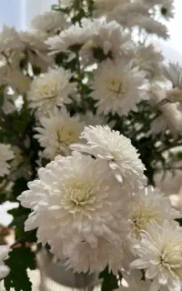 گل داوودی
