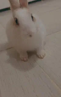 خرگوش