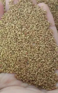 بذر یونجه