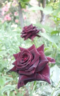 فروش رز برای گلفروشی