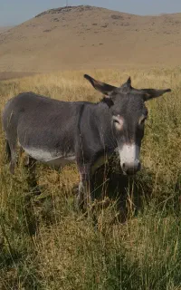 ازنا سدکمندان
