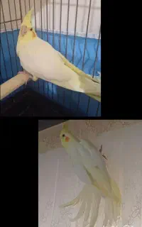 گم شده