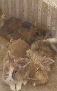 خرگوش
