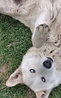 سگ هاسکی زیبا چشم یخی