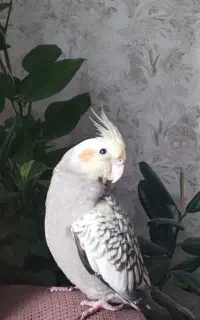 جوجه عروس هلندی