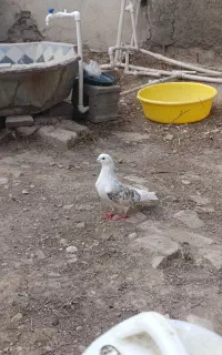 کبوتر کفتر